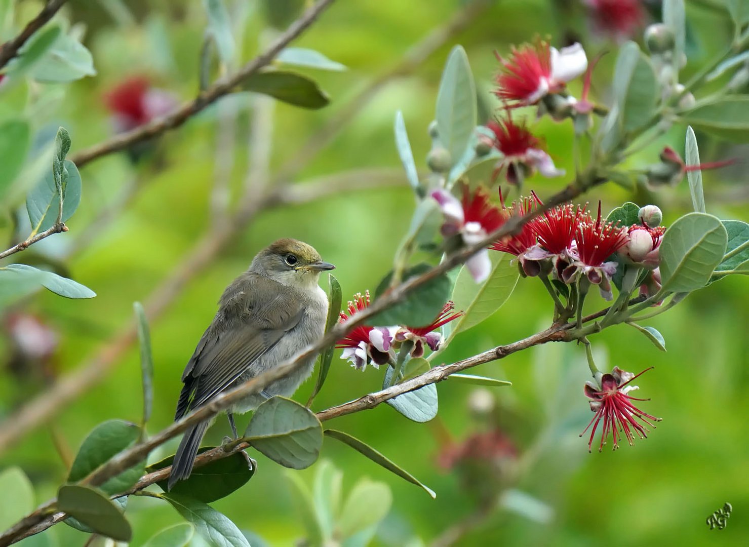 La petite fauvette sur le feijoa