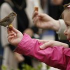 La petite fille et les oiseaux.