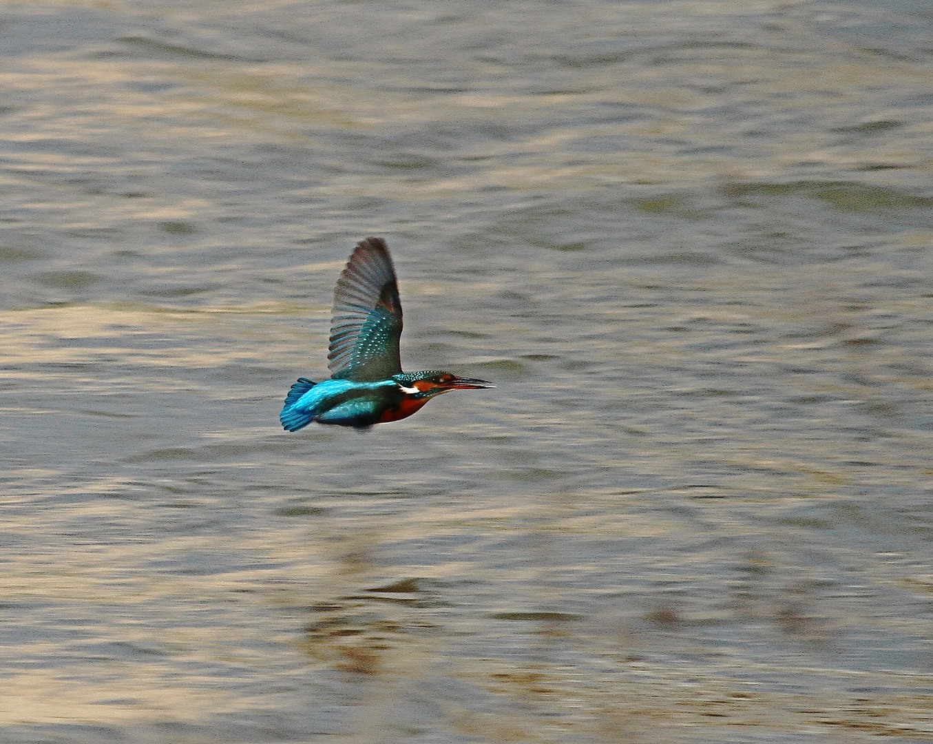 La petite flèche bleu