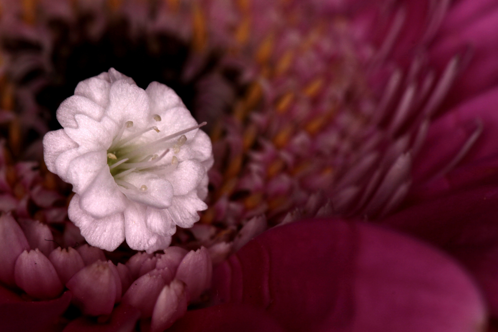 la petite fleur 1x1 au Flash Ring