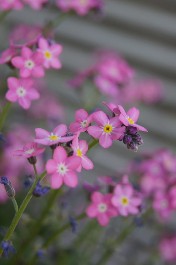 La petite fleur.