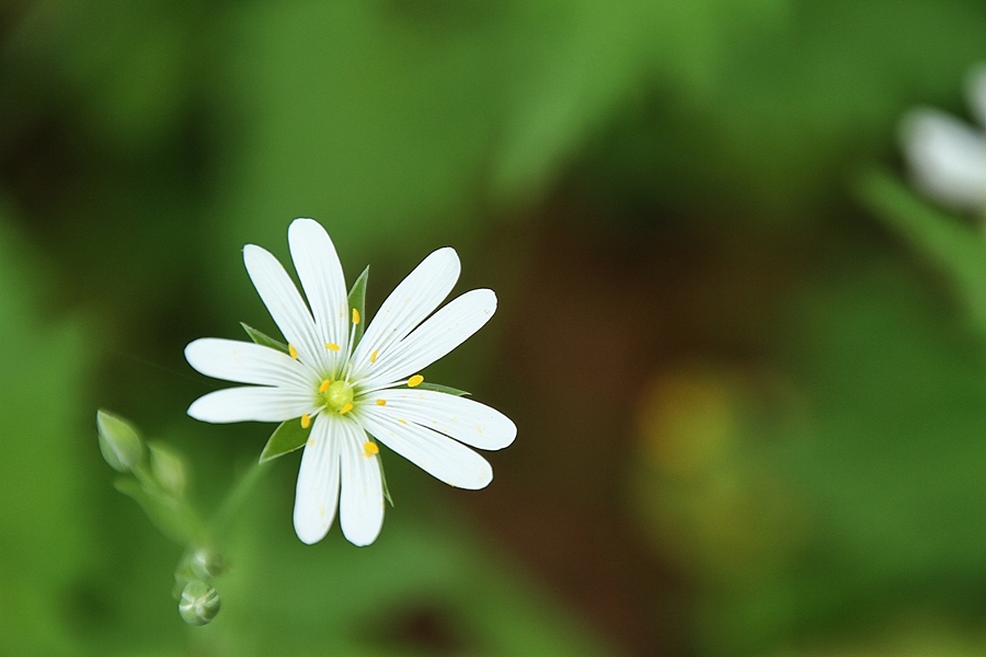 la petite fleur blanche !