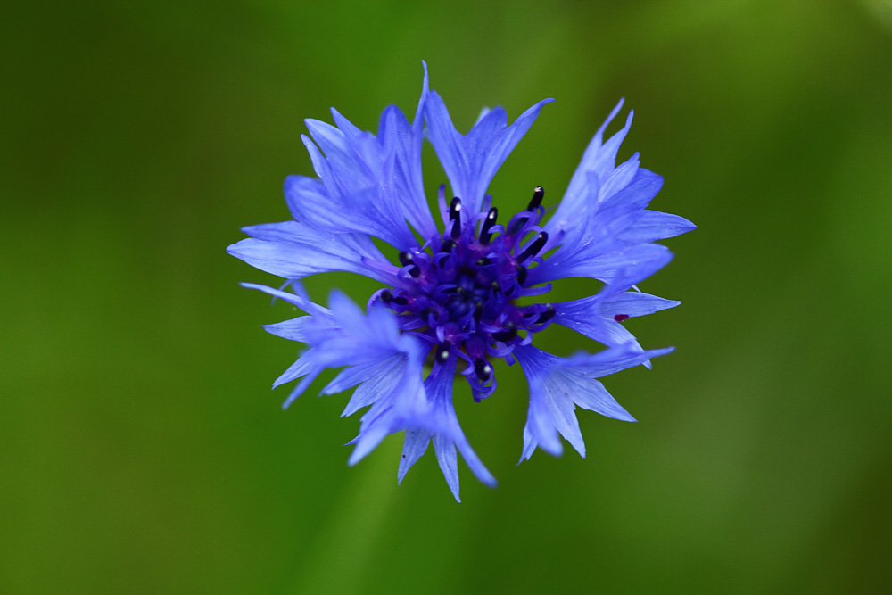 la petite fleur bleue !