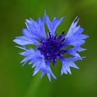 la petite fleur bleue !