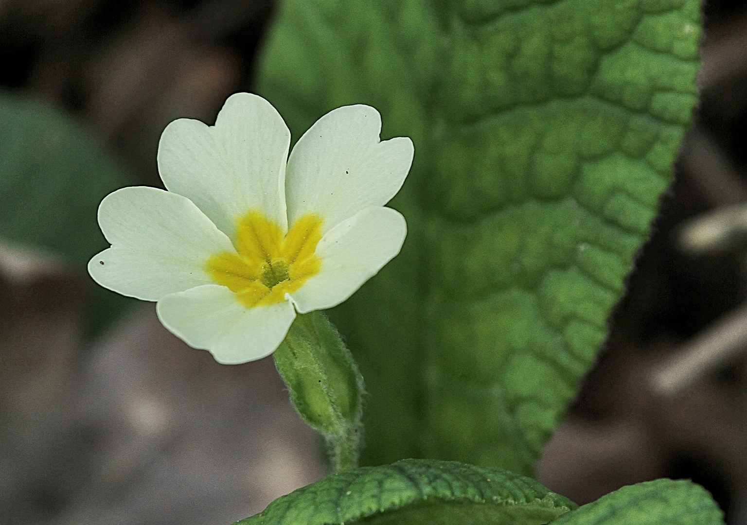 La petite fleur !