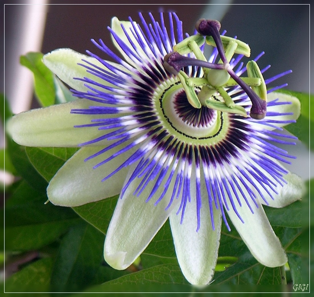 La petite fleur du mardi