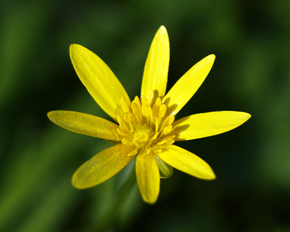 la petite fleur jaune !