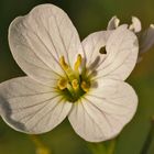 la petite fleur rose !!!