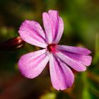 la petite fleur rose !