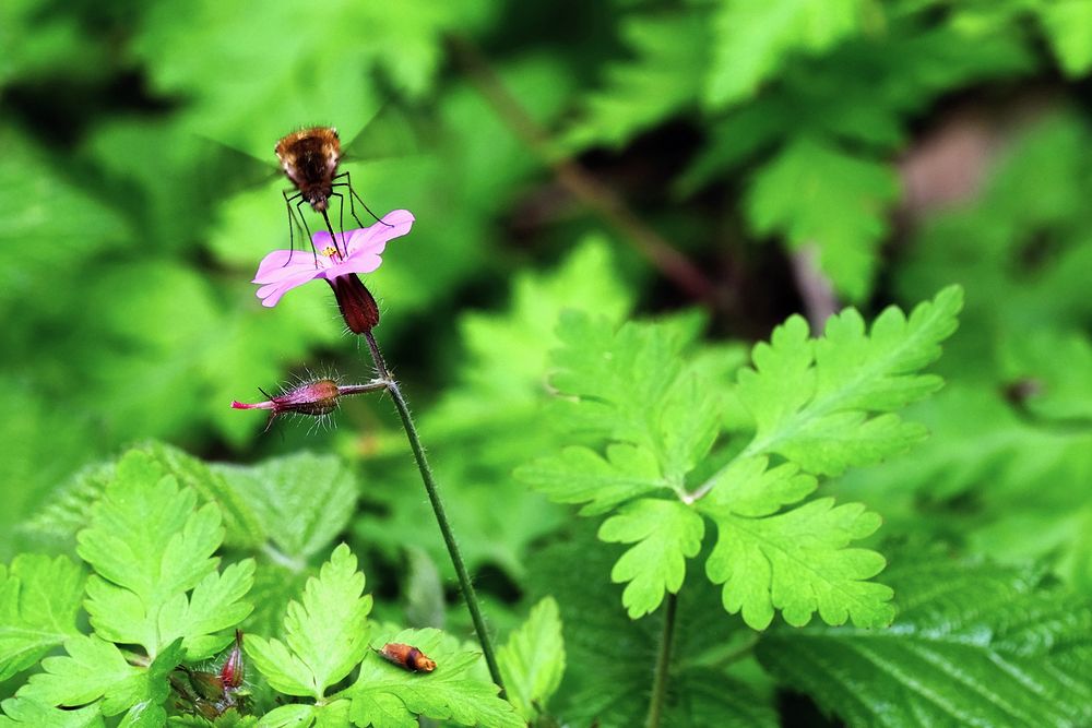 la petite fleurette et Le bombyle