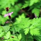 la petite fleurette et Le bombyle