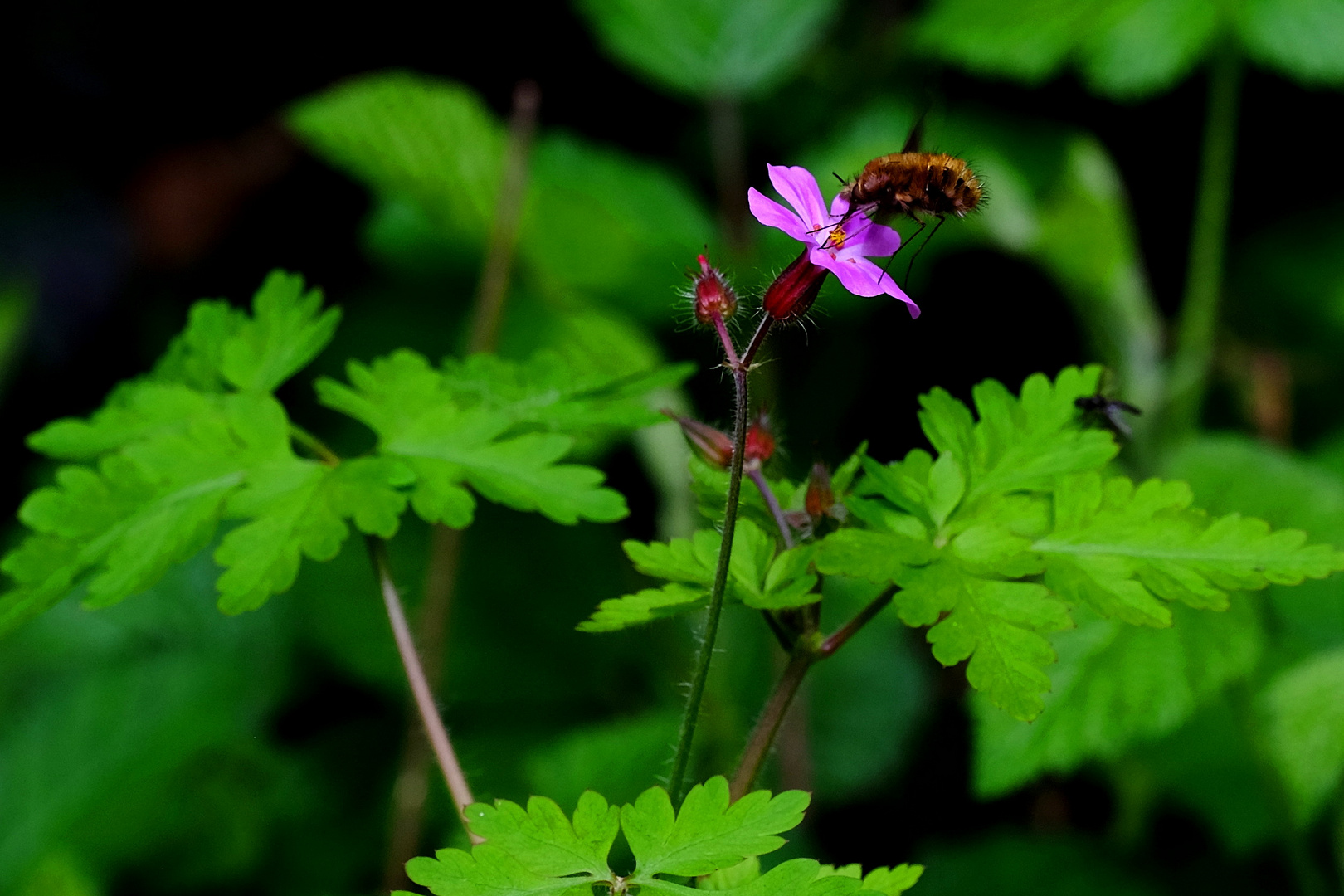 la petite fleurette et le bombyle