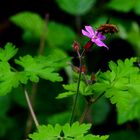 la petite fleurette et le bombyle