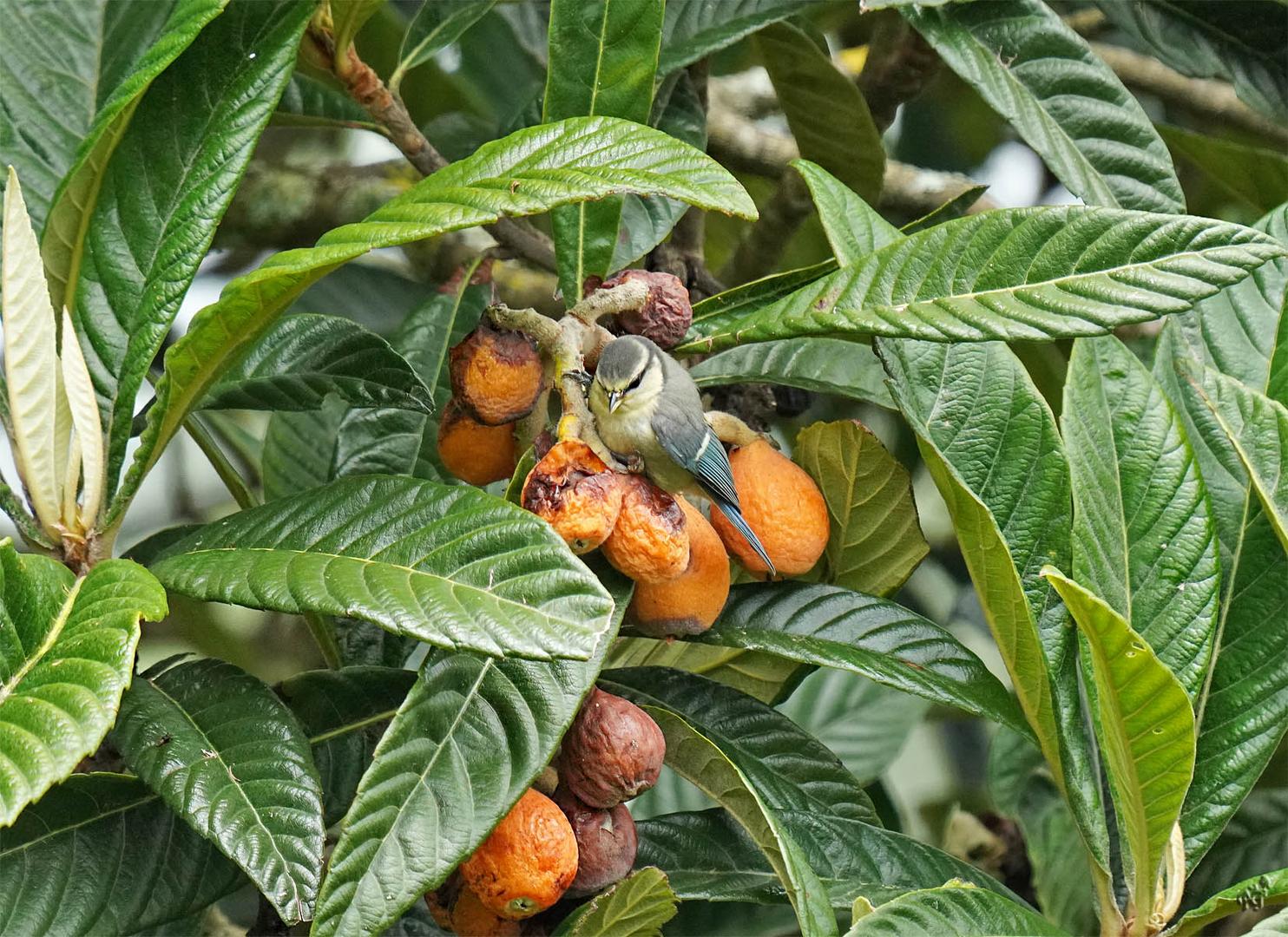 La petite gourmande !!!!!