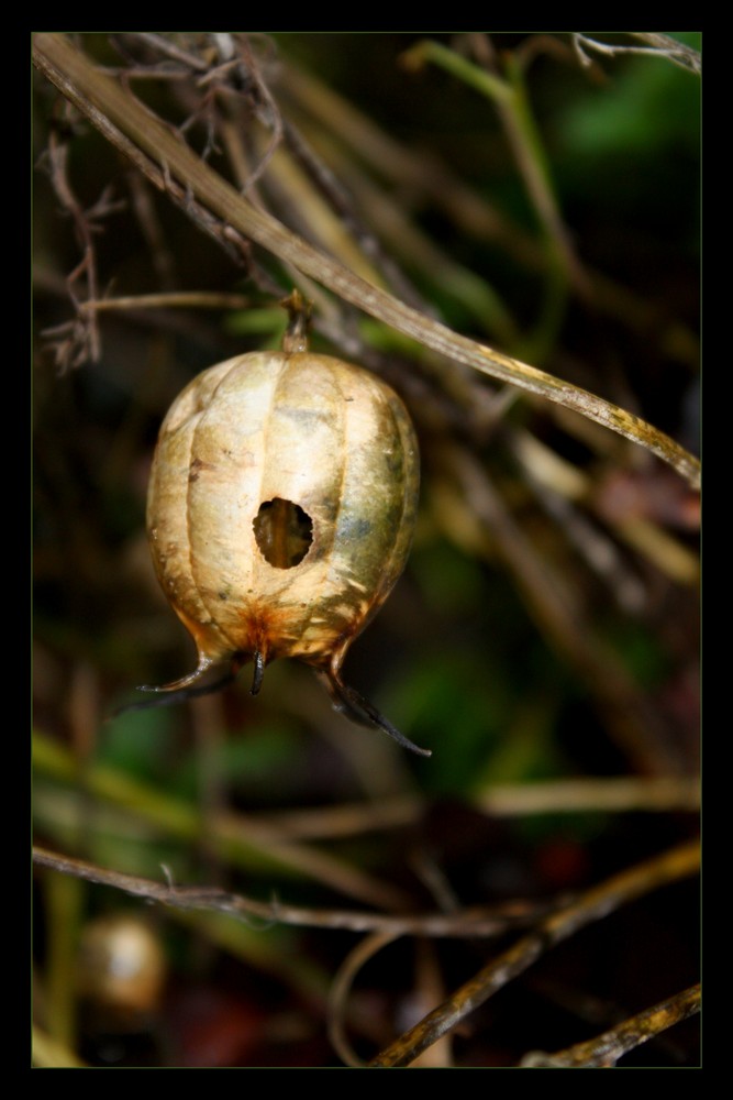 La petite maisn dans le buisson.