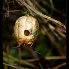 La petite maisn dans le buisson.