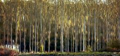 la petite maison dans la foret