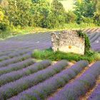 La petite maison dans la... lavande