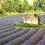 La petite maison dans la... lavande