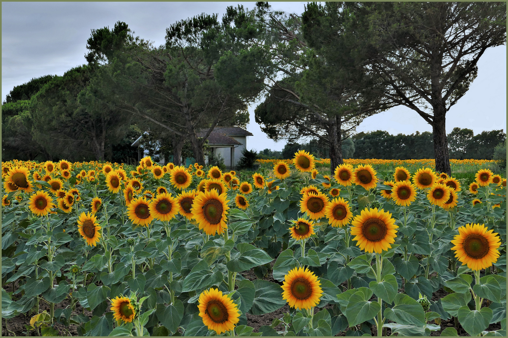 la petite maison dans les champs de tournesols...