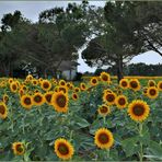 la petite maison dans les champs de tournesols...