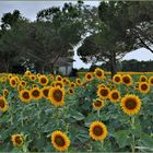 la petite maison dans les champs de tournesols...