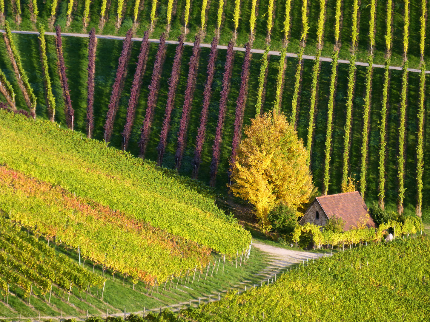 la petite maison dans les vignes