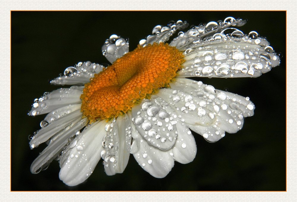 " La petite marguerite parapluie "