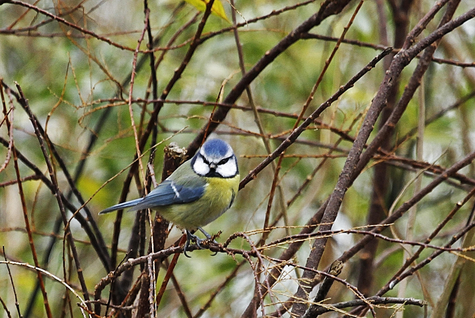 la petite mésange !!