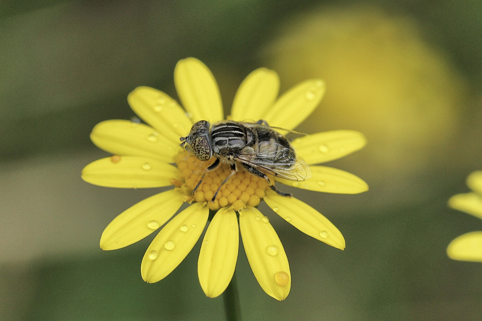 la petite mouche !