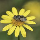 la petite mouche !