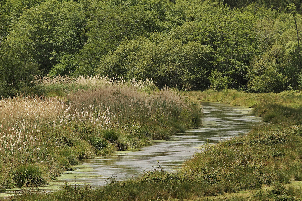 la petite rivière ! photo et image paysages, lacs, rivières, cascades