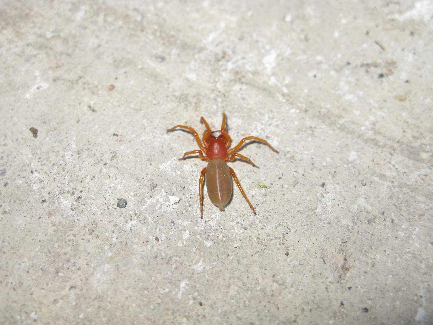 La petite rouge