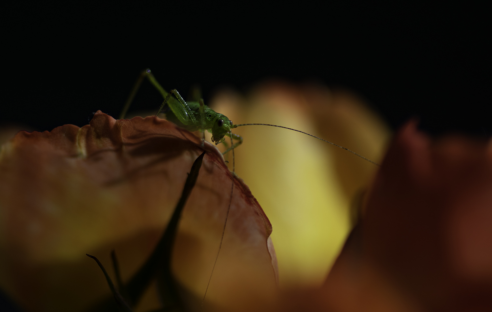 La petite sauterelle verte en son royaume : la rose