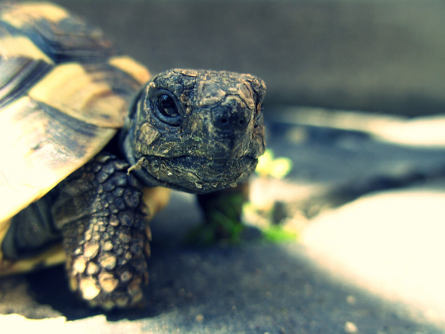 La petite tortue