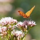 La petite violette-Boloria dia 