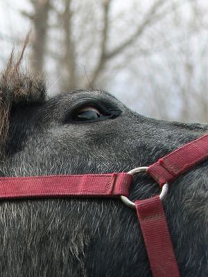 La peur qu'on lit dans les yeux