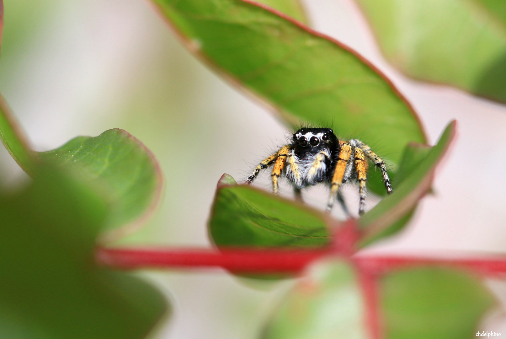 la philaeus chrysops