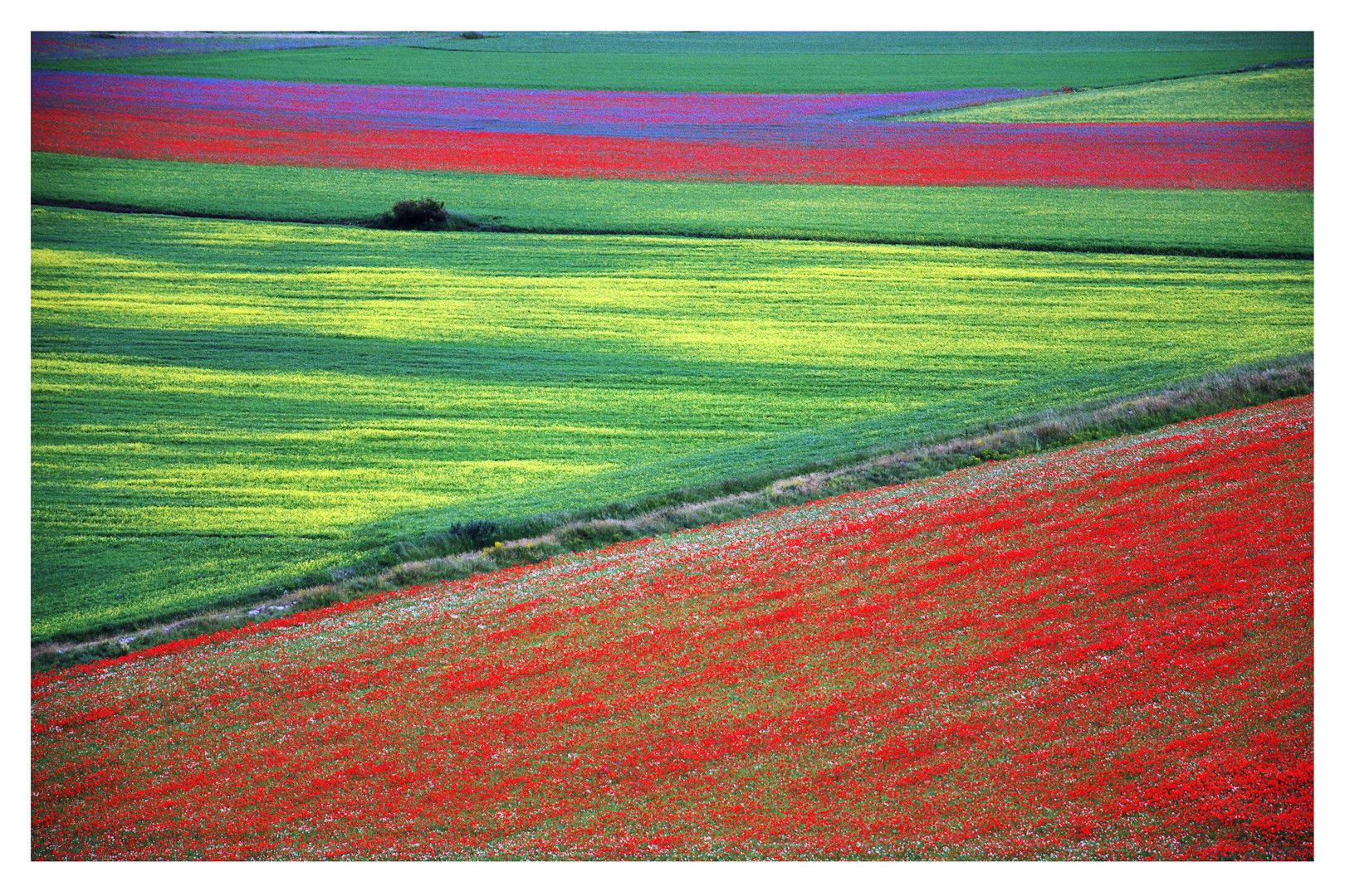 La piana di Castelluccio