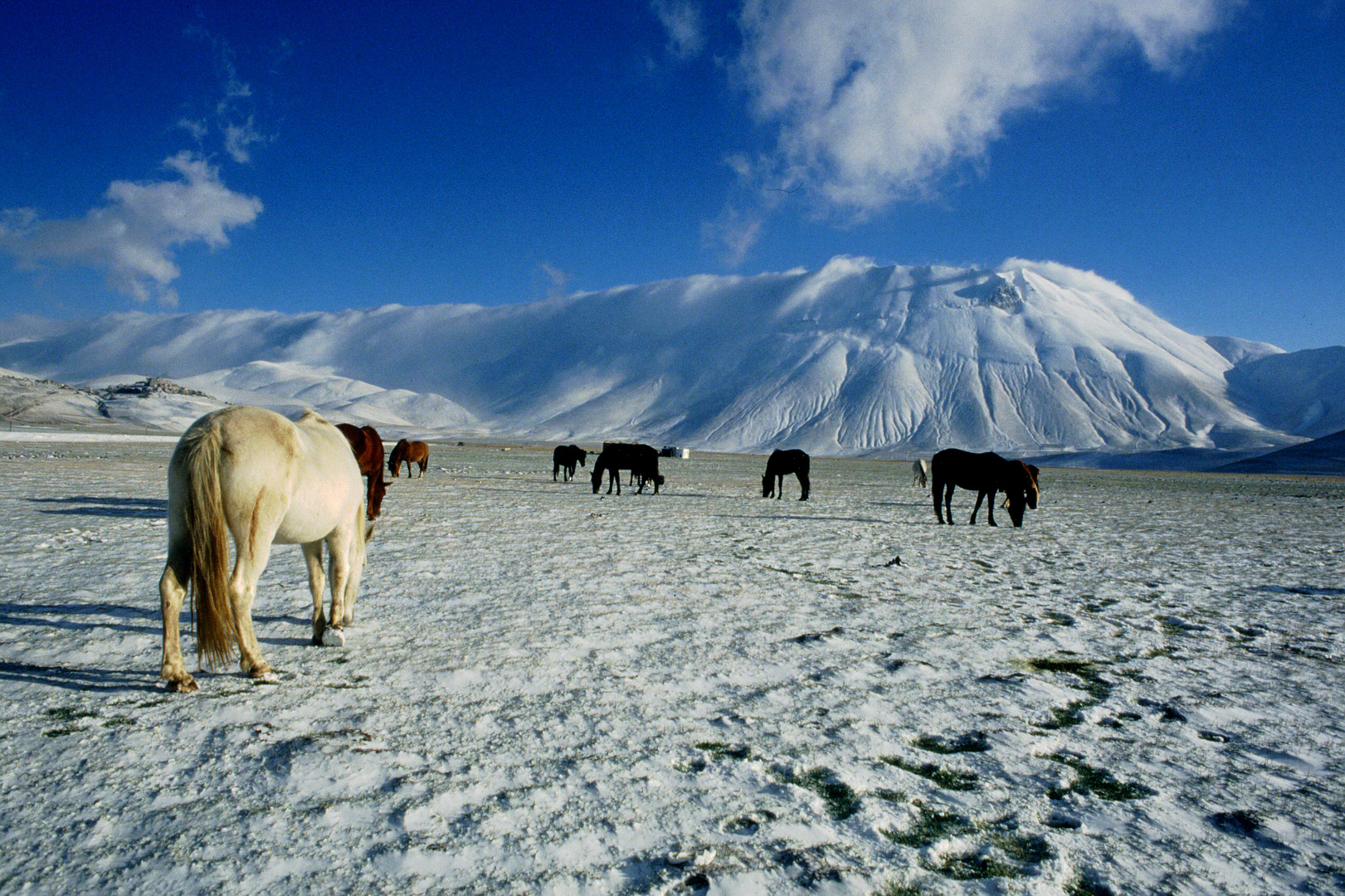 .;(( la piana di Castelluccio di Norcia )):-