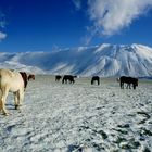 .;(( la piana di Castelluccio di Norcia )):-