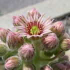 La pianta grassa ha fatto il fiore.