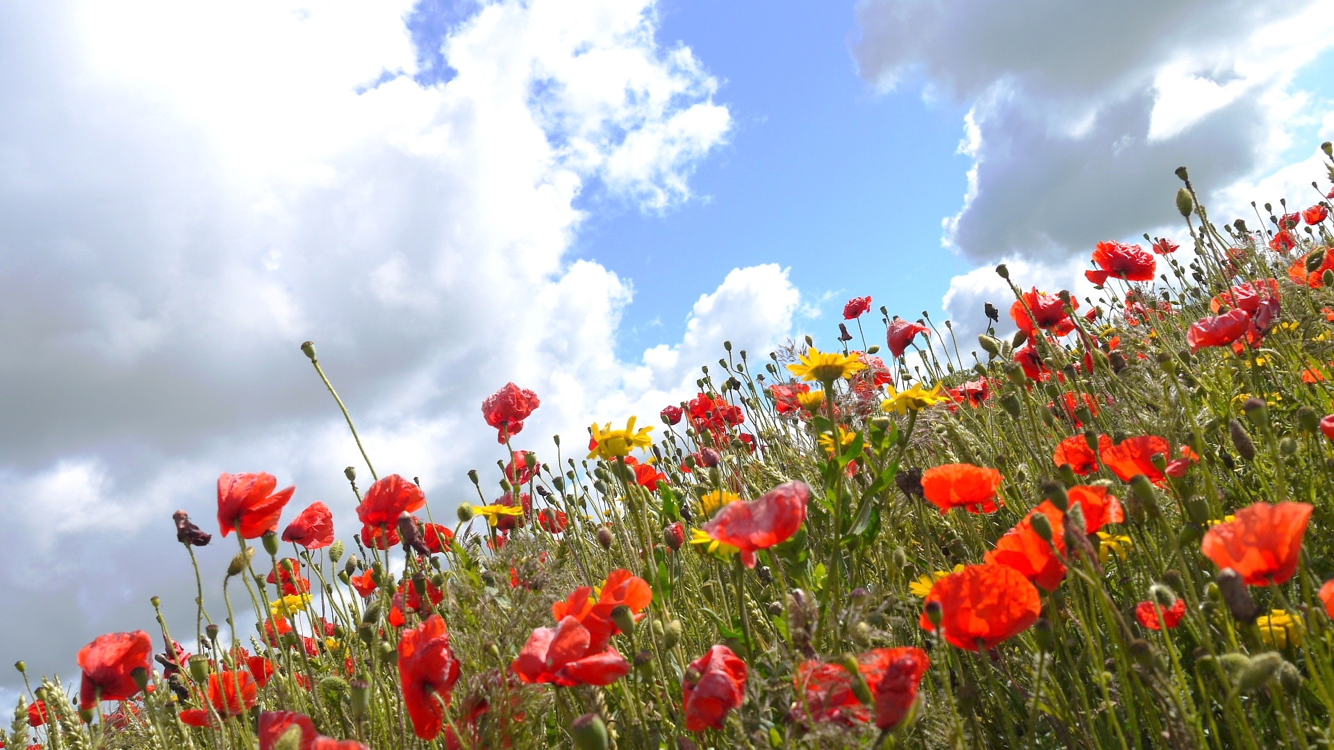 La Picardie en Fleurs