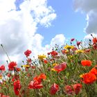 La Picardie en Fleurs