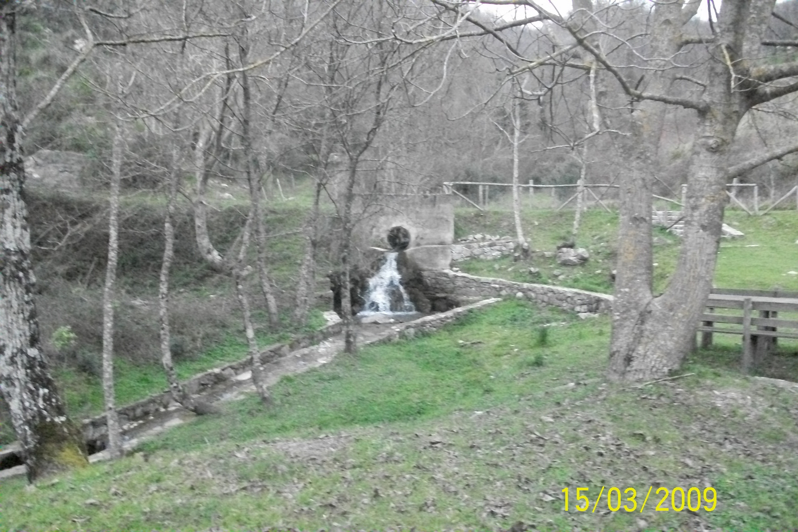 La piccola foresta "senza vita"