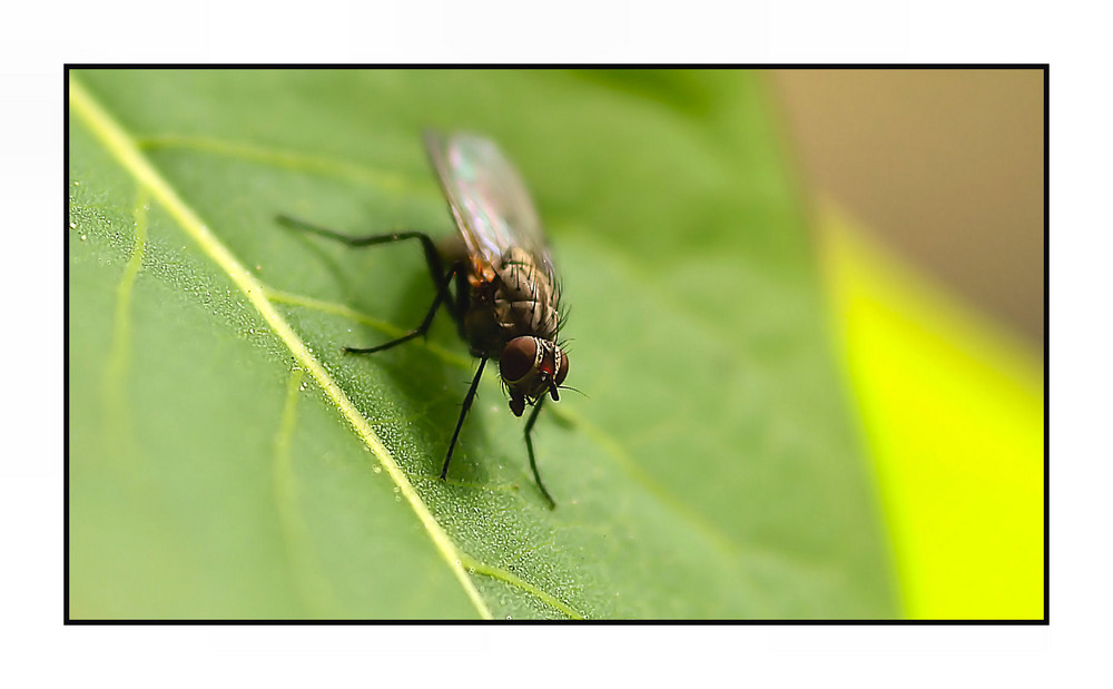 La Piccola Moschettiera