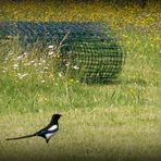 La pie dans son pré