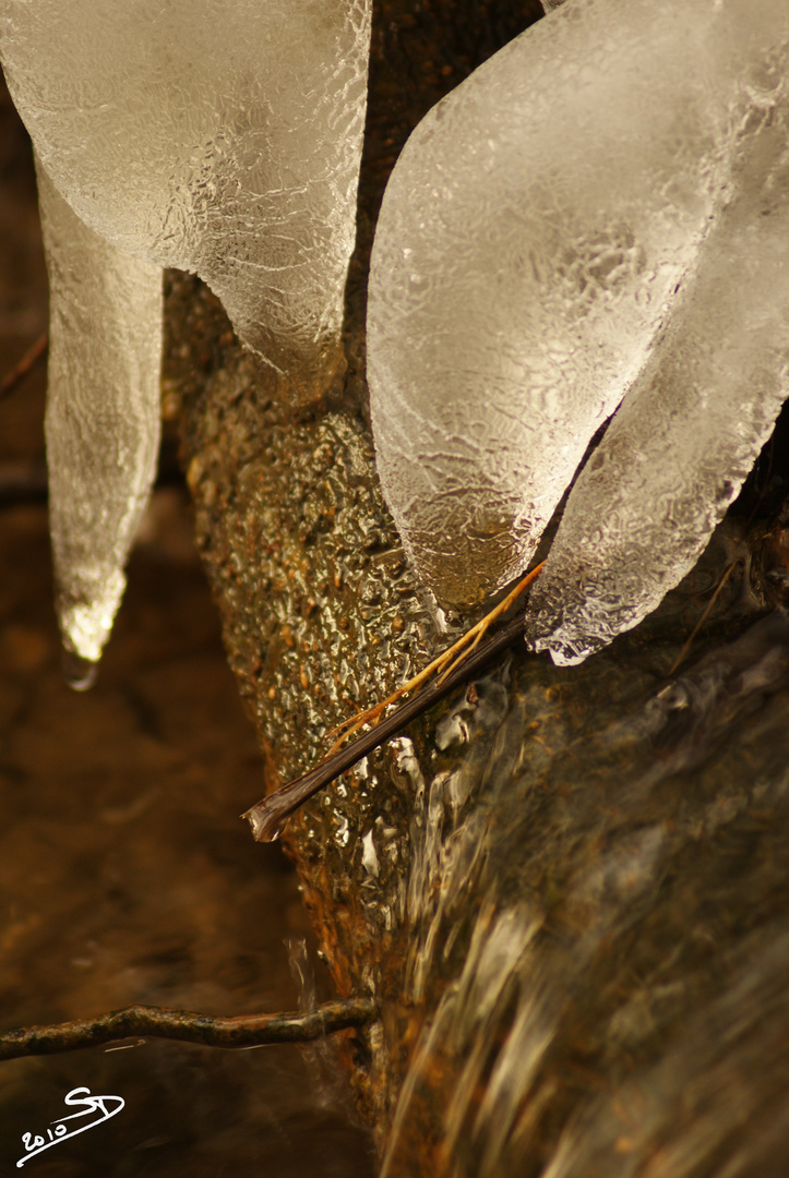 La pince hivernale