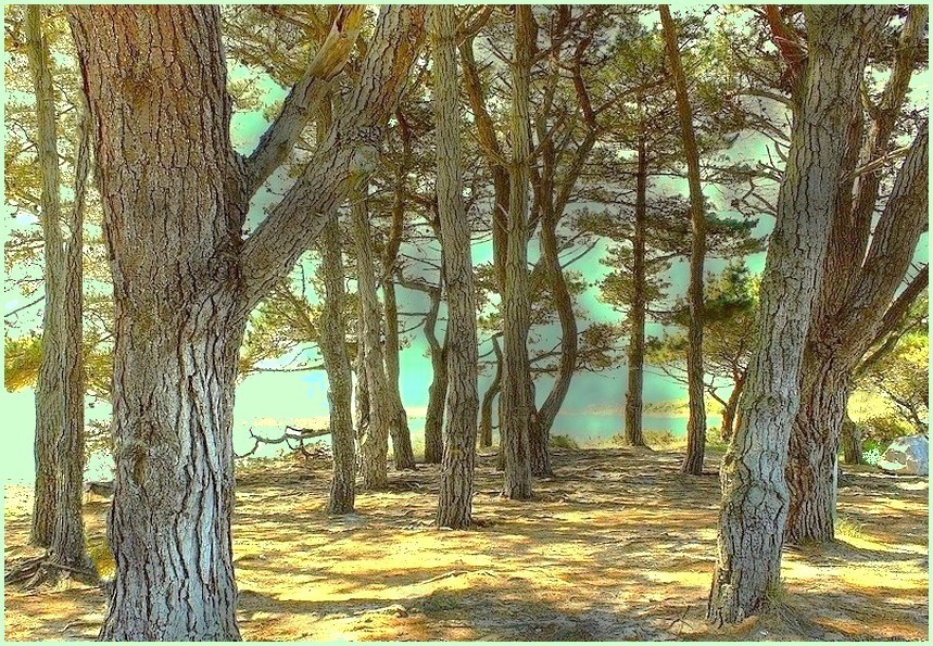 La pinède dans les dunes