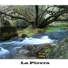 La Piovra